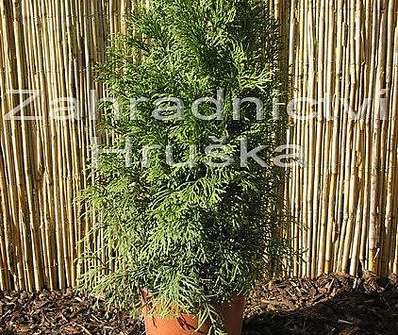 zerav - Thuja occ. 'Smaragd'