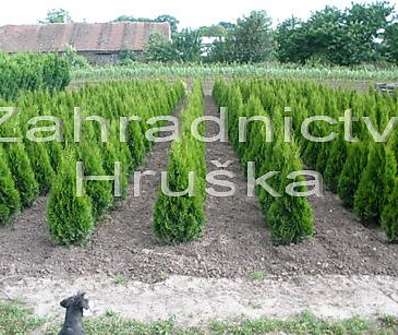zerav - Thuja occ. 'Smaragd'