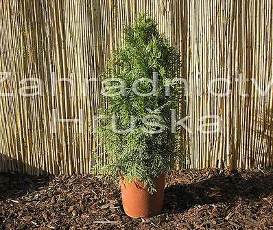 zerav - Thuja occ. 'Smaragd'