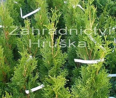 zerav - Thuja occ. 'Smaragd'