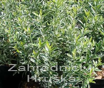 brslen - Euonymus jap. 'Microphyllus Albovariegatus'