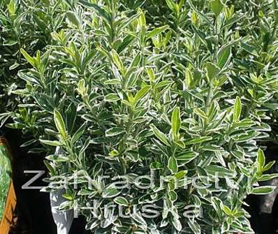 brslen - Euonymus jap. 'Microphyllus Albovariegatus'