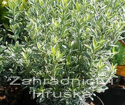 brslen - Euonymus jap. 'Microphyllus Albovariegatus'