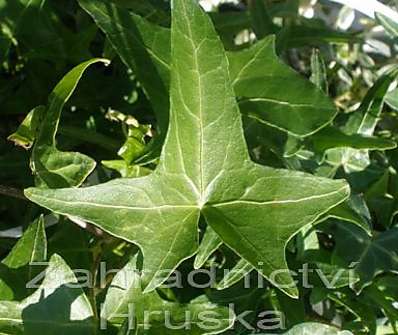 břečťan - Hedera helix 'Sagittifolia'
