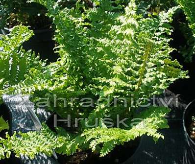 kapraď - Dryopteris affinis Crispa