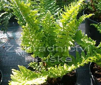 kapraď - Dryopteris affinis Crispa
