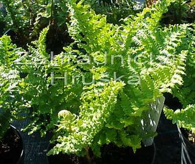 kapraď - Dryopteris affinis Crispa