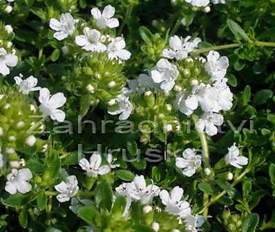 Thymus praecox Albiflorus