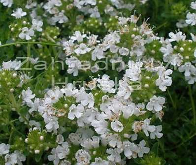 Thymus praecox Albiflorus