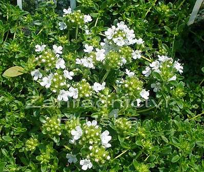 Thymus praecox Albiflorus