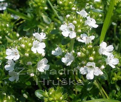 Thymus praecox Albiflorus