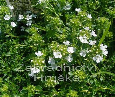 Thymus praecox Albiflorus