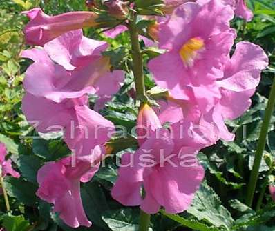 Incarvillea