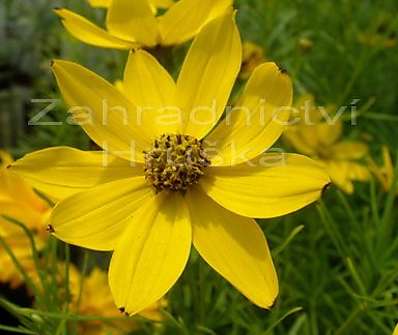 Coreopsis verticillata