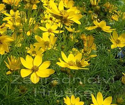 Coreopsis verticillata