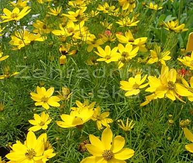 Coreopsis verticillata