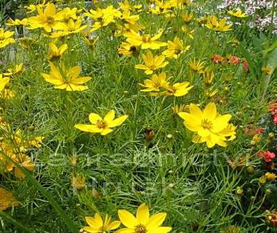 Coreopsis verticillata