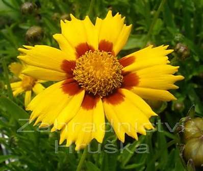 Coreopsis Heliot Yellow/Red