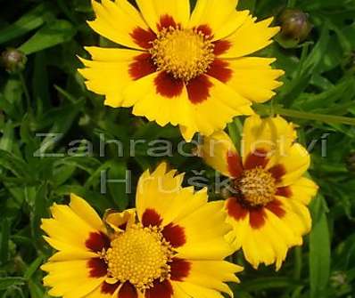 Coreopsis Heliot Yellow/Red