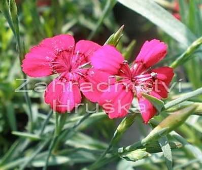 Dianthus deltoides Flashing Light