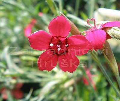 Dianthus deltoides Flashing Light