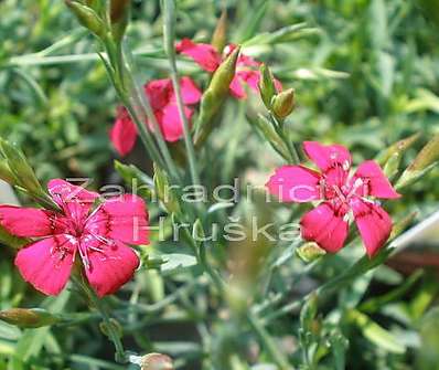 Dianthus deltoides Flashing Light