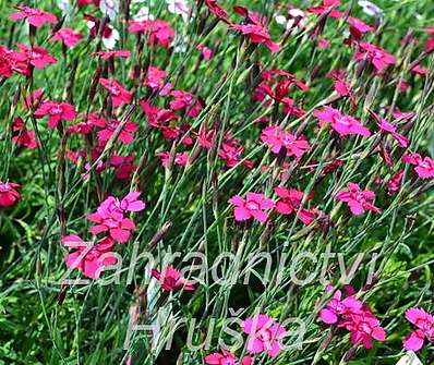 Dianthus deltoides Flashing Light