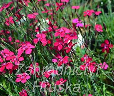 Dianthus deltoides Flashing Light