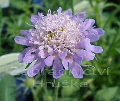 Scabiosa columbaria F. Nana Pincuschion Blue