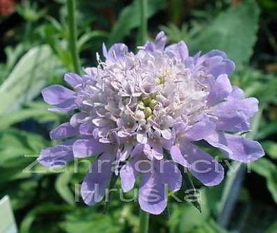 Scabiosa columbaria F. Nana Pincuschion Blue