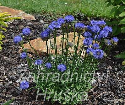 Scabiosa columbaria F. Nana Pincuschion Blue