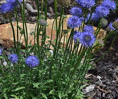 Scabiosa columbaria F. Nana Pincuschion Blue