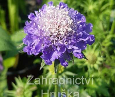 Scabiosa columbaria F. Nana Pincuschion Blue