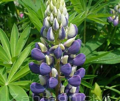 Lupinus Camelot Blue