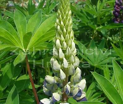 Lupinus Camelot Blue