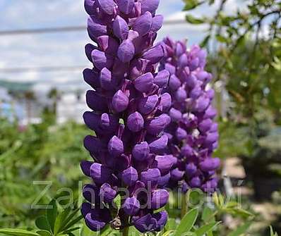 Lupinus Camelot Blue