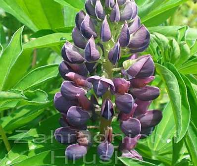 Lupinus Camelot Blue