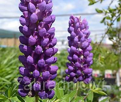 Lupinus Camelot Blue