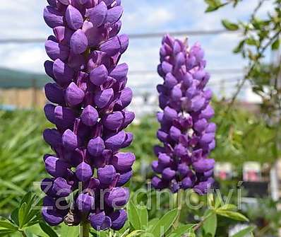 Lupinus Camelot Blue