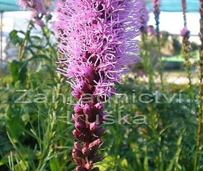 Liatris spicata