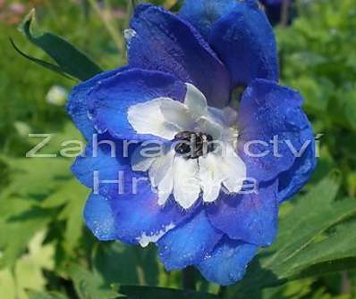 Delphinium Blue Bird