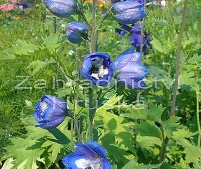 Delphinium Blue Bird