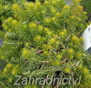 Sedum rupestre Angelina
