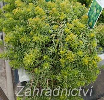 Sedum rupestre Angelina