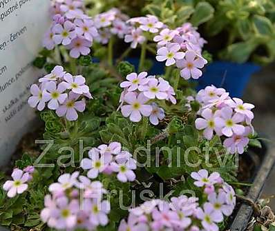 Androsace sempervivoides