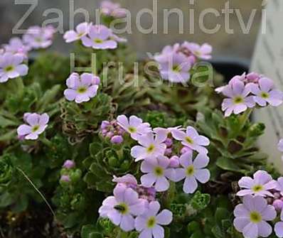 Androsace sempervivoides
