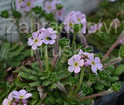 Androsace sempervivoides