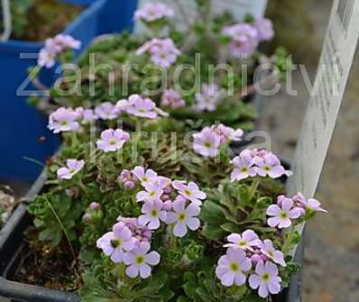 Androsace sempervivoides