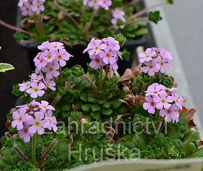 Androsace sempervivoides
