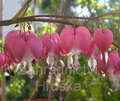 Dicentra spectabilis